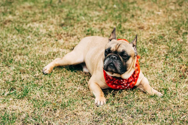 Bulldog francés de pura raza con bufanda roja y acostado sobre hierba verde - foto de stock