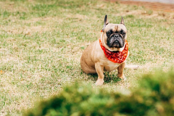 Adorable pura raza bulldog francés en bufanda roja sentado sobre hierba verde - foto de stock