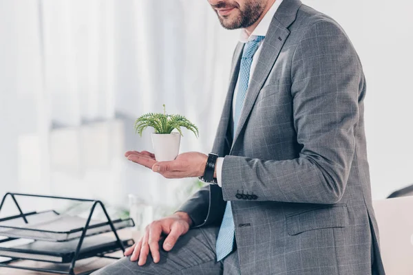 Обрезанный вид бизнесмена в костюме держащего цветочный горшок с растением в офисе — стоковое фото