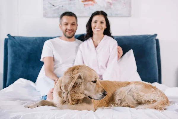 Selective focus of golden retriever lying on bed near man and woman — Stock Photo
