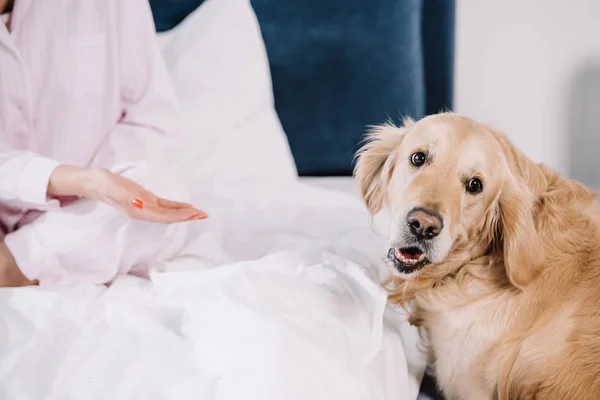 Cropped view of woman gesturing near cute golden retriever at home — Stock Photo