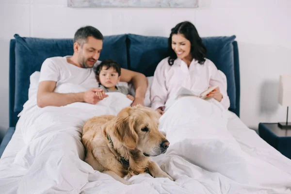 Selective focus of dog lying on bed near happy parents and toddler son — Stock Photo
