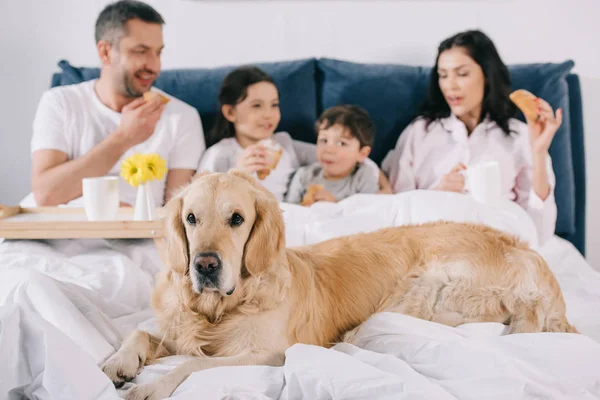 Foco seletivo de golden retriever perto de família feliz na cama — Fotografia de Stock