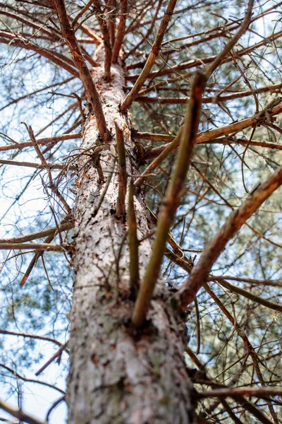 Vista de bajo ángulo de las ramas de pino y el cielo en el bosque - foto de stock