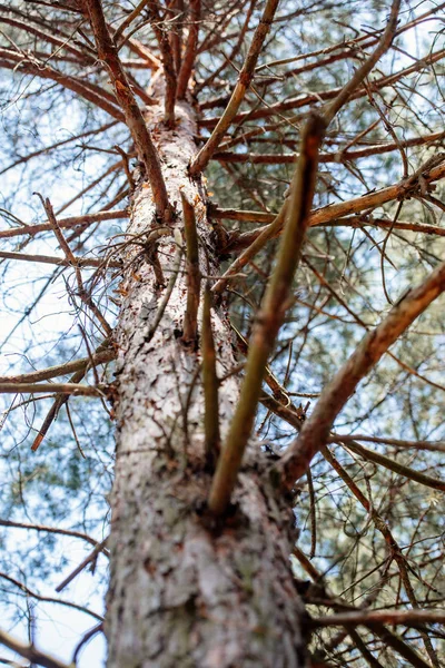 Blick auf Kiefernzweige und Himmel im Wald — Stockfoto