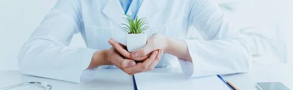 Panoramic shot of doctor sitting at workplace and holding green potted plant — Stock Photo