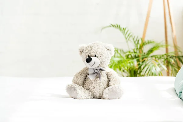 Grey teddy bear near plant with green leaves at home — Stock Photo