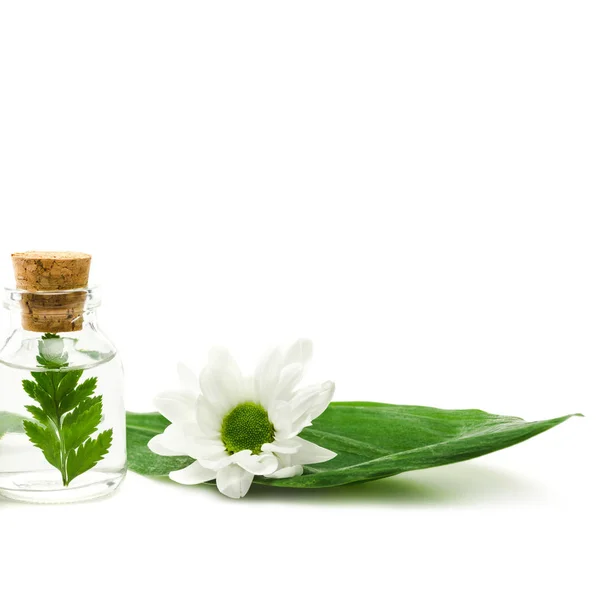 Пляшка з рідким і зеленим листом з дерев'яною пробкою біля квітки ізольована на білому — стокове фото