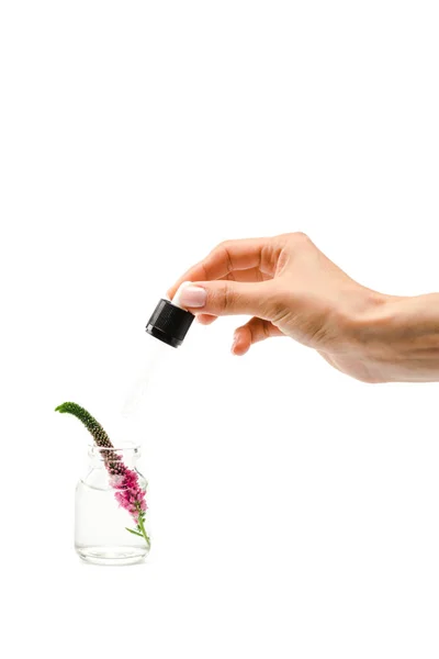 Vue recadrée d'une femme tenant une pipette près d'une bouteille en verre avec une fleur de veronica rose isolée sur blanc — Photo de stock