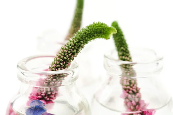 Gros plan de bouteilles en verre avec des fleurs de veronica isolées sur blanc — Photo de stock