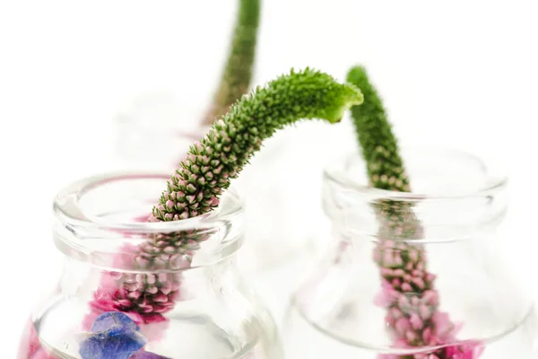 Close up of glass bottles with veronica flowers isolated on white — Stock Photo