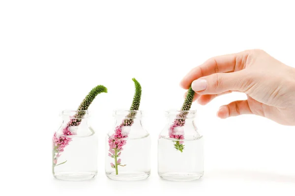 Abgeschnittene Ansicht der Frau berühren rosa Veronika Blume in Glasflasche isoliert auf weiß — Stockfoto