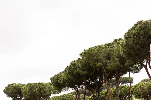 Trees with green foliage under grey sky in rome, italy — Stock Photo