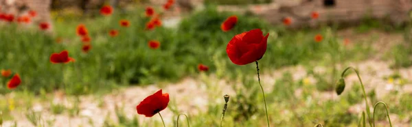 Panoramic shot of green grass and red poppies in rome, italy — Stock Photo
