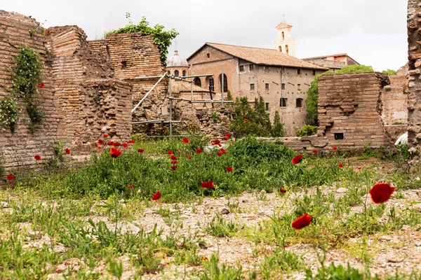 ROME, ITALY - JUNE 28, 2019:  red poppies and green grass near old buildings in rome, italy — Stock Photo