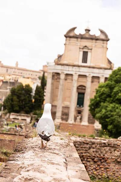 ROMA, ITALIA - 28 DE JUNIO DE 2019: vista trasera de la gaviota frente al antiguo edificio en roma, italia - foto de stock