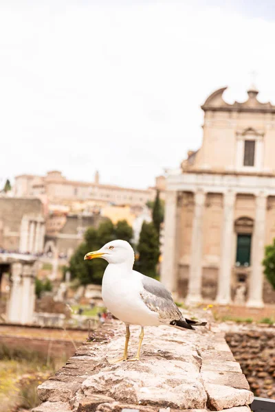 Чайка перед старими будівлями дивиться в Римі, Італія — стокове фото