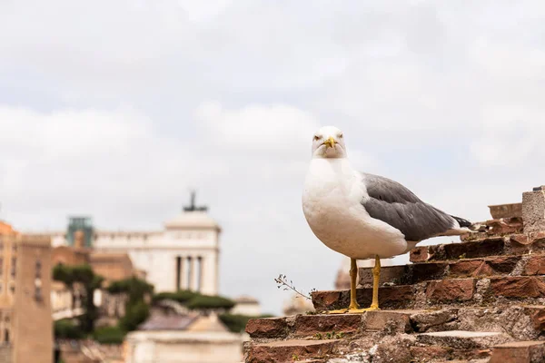 Seagull on textured bricked building under grey sky in rome, italy — Stock Photo