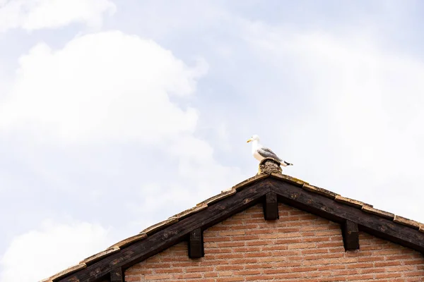 Gaviota en el techo bajo el cielo nublado en roma, italia - foto de stock