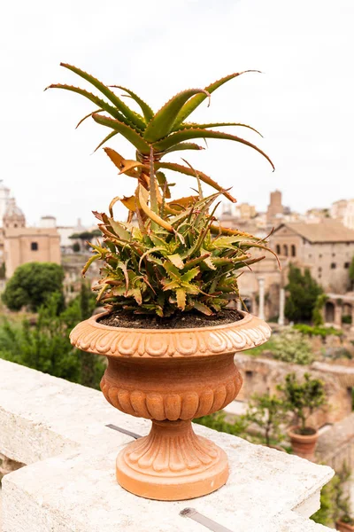 Aloe vera en pot de fleurs en face de vieux bâtiments à Rome, en Italie — Photo de stock