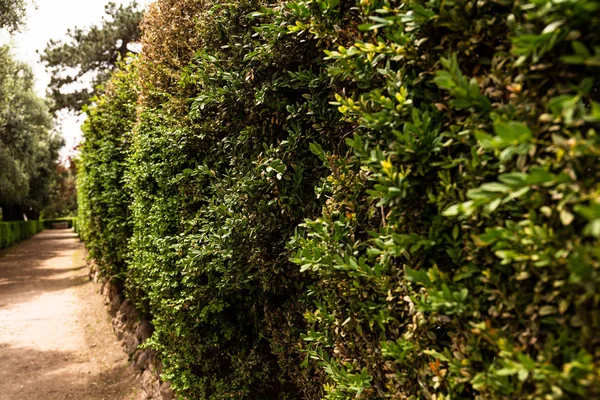 Selektiver Fokus grüner Sträucher an sonnigen Tagen in Rom, Italien — Stockfoto