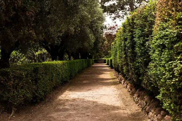 Árvores verdes e arbustos em dia ensolarado em roma, itália — Fotografia de Stock