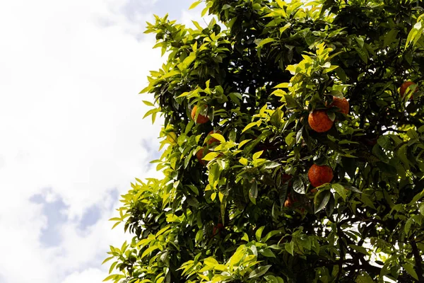 Baum mit grünen Blättern und reifen Mandarinen unter wolkenverhangenem Himmel in Rom, Italien — Stockfoto