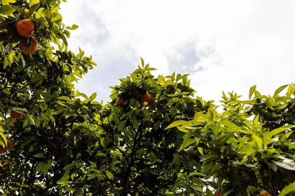 Baum mit grünen Blättern und reifen Mandarinen unter wolkenverhangenem Himmel in Rom, Italien — Stockfoto