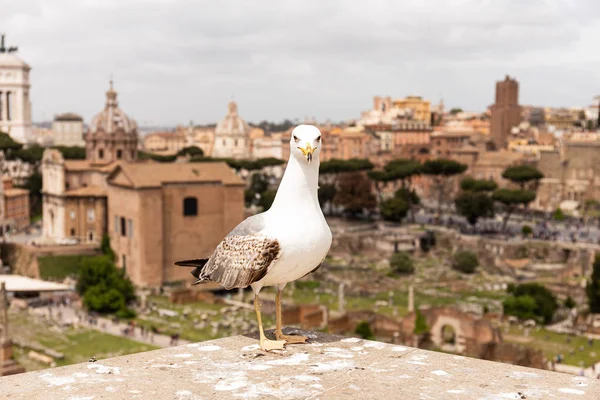 Front view of seagull in front of old buildings in rome, italy — Stock Photo