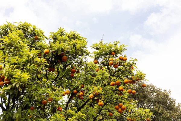 Baum mit grünen Blättern und reifen Mandarinen unter wolkenverhangenem Himmel in Rom, Italien — Stockfoto