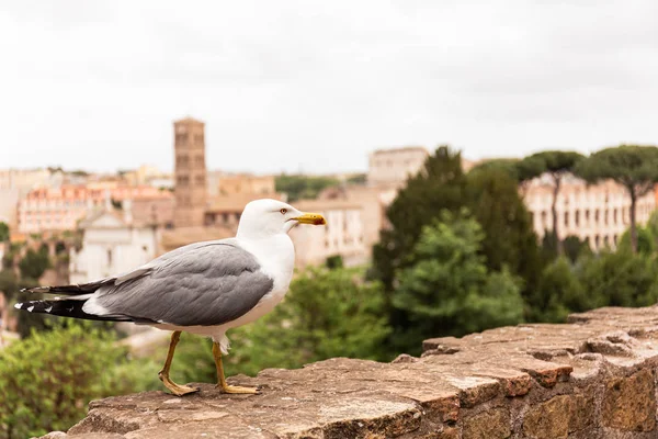 Mouette sur le mur en face des arbres et des bâtiments à Rome, en Italie — Photo de stock