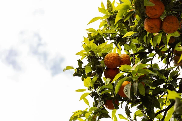 Tree with green leaves and ripe tangerines under sky with clouds in rome, italy — Stock Photo