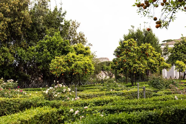 Jardín con árboles, arbustos y hierba verde en roma, italia - foto de stock