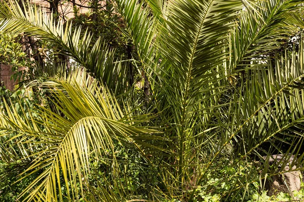 Exotic green palm tree in sunny day in rome, italy — Stock Photo