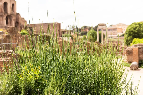 Grama verde na frente de edifícios em dia ensolarado em roma, itália — Fotografia de Stock