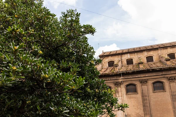 Selective focus of green tree and building under blue sky in rome, italy — Stock Photo