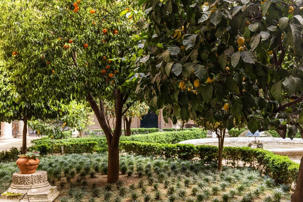 Árvores frutíferas com limões e tangerinas em roma, itália — Fotografia de Stock