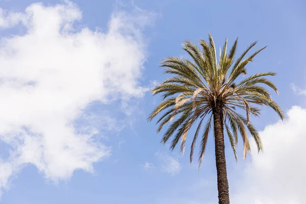 Palmeira sob céu azul com nuvens em roma, itália — Fotografia de Stock