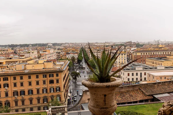 Aloe vera in vaso davanti agli edifici sotto il cielo coperto a Roma, Italia — Foto stock