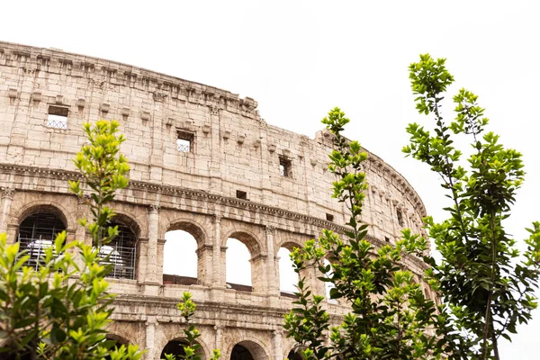 ROMA, ITALIA - 28 DE JUNIO DE 2019: ruinas de coliseo y árboles verdes bajo el cielo gris - foto de stock