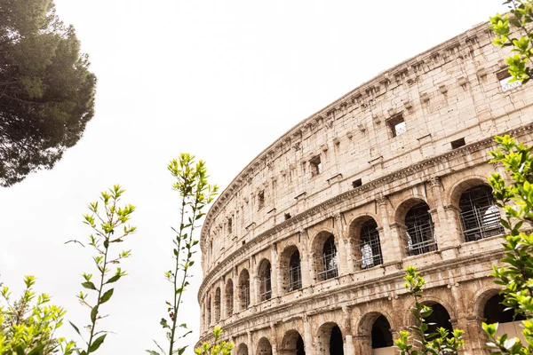 ROME, ITALY - JUNE 28, 2019: ruins of colosseum and green trees under grey sky — Stock Photo