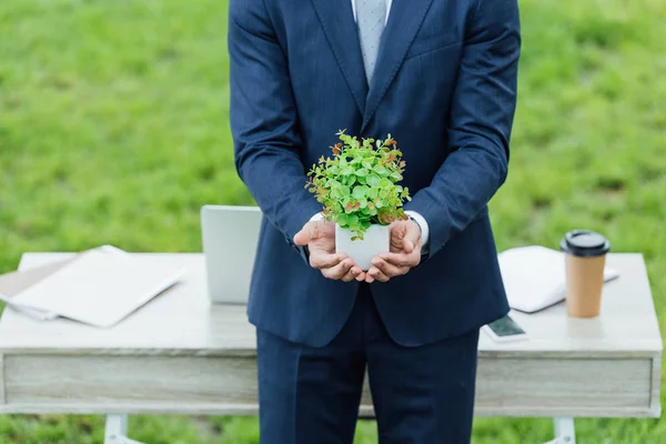 Обрезанный вид бизнесмена, держащего белый горшок с растением возле стола в парке — стоковое фото