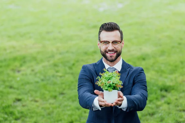 Jeune homme d'affaires présentant pot de fleurs blanc avec plante et souriant à la caméra — Photo de stock