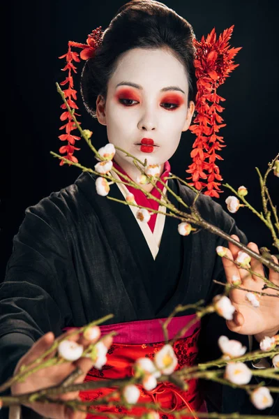 Selective focus of beautiful geisha in black kimono with red flowers in hair touching sakura branches isolated on black — Stock Photo