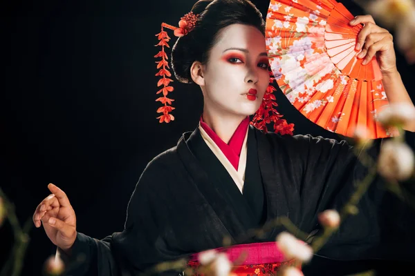 Foco seletivo da gueixa em quimono preto com flores vermelhas no cabelo segurando mão fã e ramos sakura isolados em preto — Fotografia de Stock