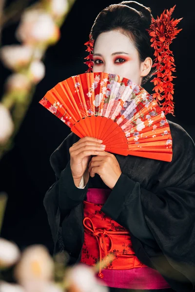 Selective focus of beautiful geisha in black kimono with red flowers in hair holding hand fan and sakura branches isolated on black — Stock Photo