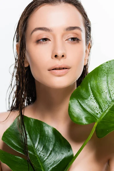 Hermosa mujer joven desnuda mojada mirando hacia otro lado mientras sostiene hojas de palma verde con gotas de agua aisladas en blanco - foto de stock