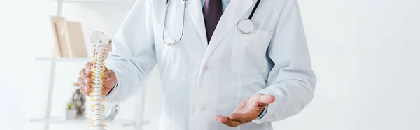 Panoramic shot of doctor gesturing while touching spine model — Stock Photo