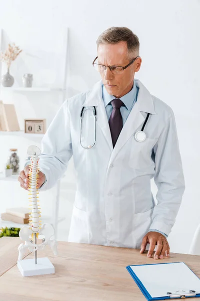 Handsome doctor in glasses and white coat touching spine model — Stock Photo