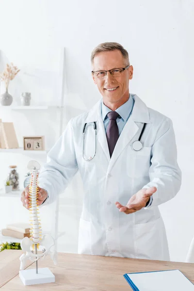 Médico alegre en gafas y abrigo blanco tocando el modelo de columna vertebral - foto de stock